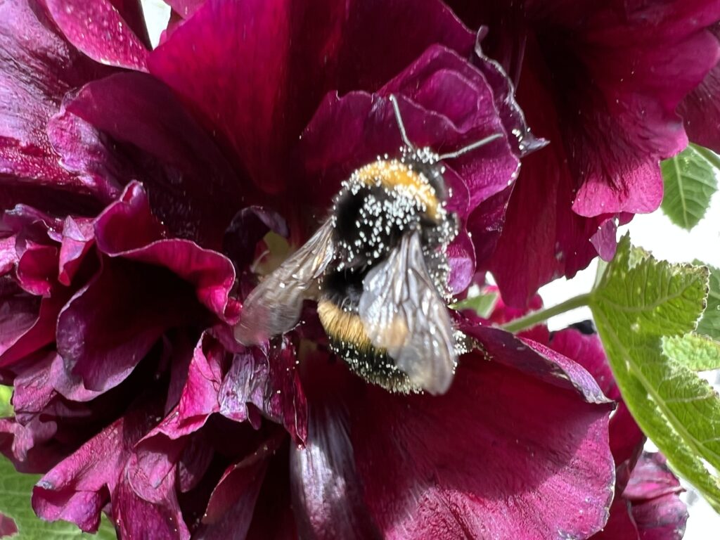 Bee and hollyhock